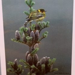 Robert Bateman "Cape May Warbler and Balsam" Print (755/950)